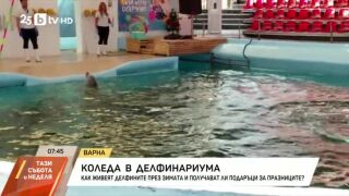 Снимка: Коледа в делфинариума