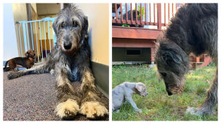 Чикън – гигантският ирландски вълкодав, който помага на плахи кученца (СНИМКИ)