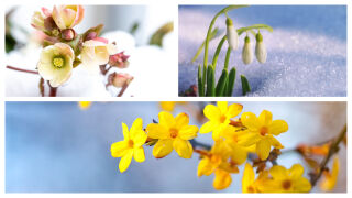 Коледна роза и още четири растения, които цъфтят обилно и през зимата (СНИМКИ)