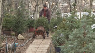 Снимка: Сребристият смърч е най-търсеното дръвче за Коледа, а цените стигат до 500 лева