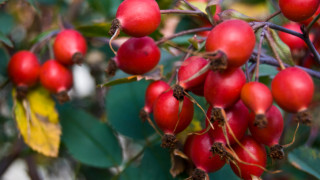 Руло с шипков мармалад