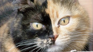 4 неща, които никой не ви казва, когато си вземате коте