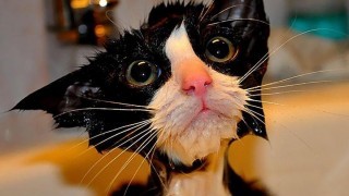 22 забавни снимки на мокри котки