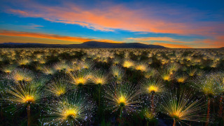 Най-красивите снимки от фотоконкурса "International Garden Photographer of the Year"