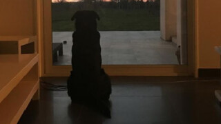 Кучето на Емилиано Сала все още го чака (СНИМКА)