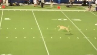 Куче улови фризби след 75-метров полет (ВИДЕО)