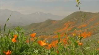 Невероятно красиви макове привличат хиляди край езерото Елсинор, Калифорния (ВИДЕО)