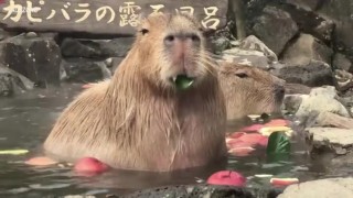 Къде капибарите се радват на гореща вана два пъти на ден (ВИДЕО)