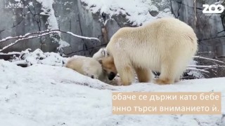 Вижте двегодишното полярно мече, което не може без майка си (ВИДЕО)