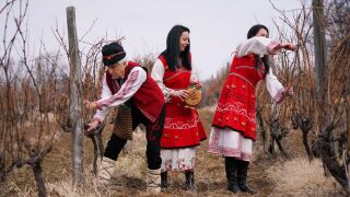 Какво символизира ритуалното зарязване на лозата? (ВИДЕО)