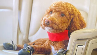 На бъги, скейтборд и с обувки - голф куче стана хит (ВИДЕО)