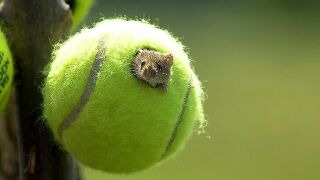 Къде отиват милиони тенис топки всяка година?