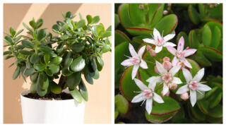 Знаехте ли, че Дървото на живота може да цъфти? С малко усилия може да постигнем това