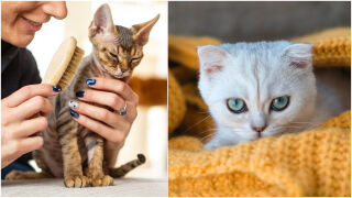 Денят на котката: Кой реши, че 17 февруари е празникът на мъркащите любимци? (СНИМКИ)