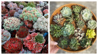 Сукуленти - колко често и как да ги поливаме  (СНИМКИ)