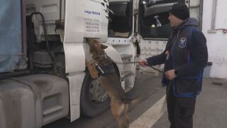 Снимка: Митническото куче Крум „надуши“ кокаин за над 1,4 млн. евро в камион с цветя