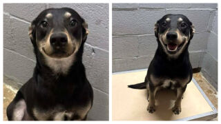 Били Джийн – кученцето, което трогателно се усмихва на всеки, в опит да бъде осиновено