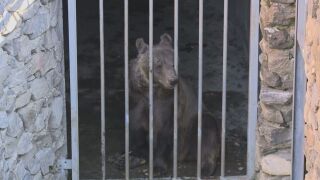 Снимка: Гордо и Флоренция вече са в България: Как се адаптират мечките от Аржентина в парка в Белица?