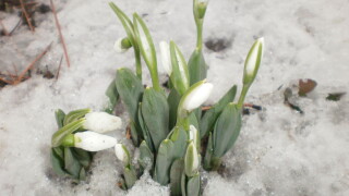 Ивановден е посветен на младото семейство