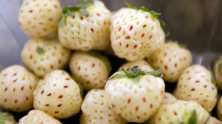 Мъничко беличко с малко червеничко