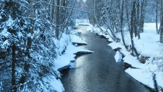 Лечебните звуци   