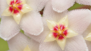 Восъчни красавици