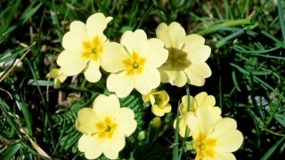 Игликата с лечебни свойства