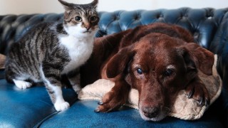 Улично коте помага на сляпо куче с разходки