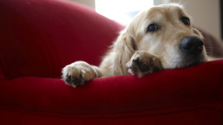 Как да почистим жилището от космите на домашните любимци