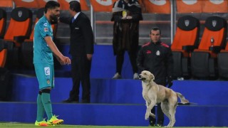 Куче и коте 