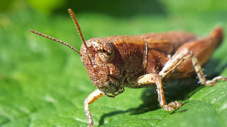 Скакалци провалят световното в Русия?