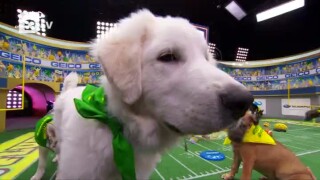 Със зъби и нокти. Или как се воюва на кучешкия Супербоул (ВИДЕО)