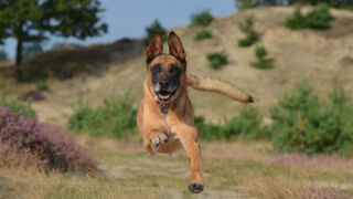 Куче за 20 000 паунда ще пази златния медал на Емилиано Мартинес