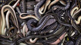 Кръв и отрова: Вратар от НХЛ купи змии за 1,2 млн. долара и фалира