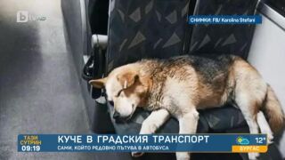 На път с куче: Незаменими съвети как да си осигурите комфорт и безопасност
