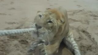 Антъни Джошуа се сбори с гигантска котка и загуби (ВИДЕО)