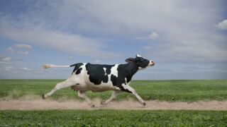 Тичаш до повръщане, а после крава 