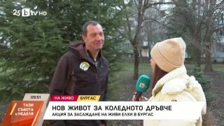 Снимка: Какво да правим с елхите след празниците?