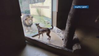 Снимка: Парите не миришат, но не и за кучетата: Как кучето Орка се обучава да търси скрити банкноти