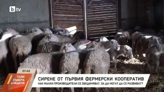 Снимка: Сирене от първия фермерски кооператив