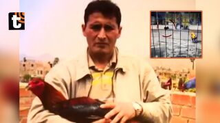 Боен петел уби собственика си по време на турнир (ВИДЕО)