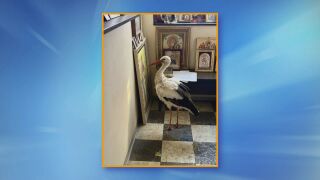 Снимка: Премръзнал щъркел се скри от студа в параклис