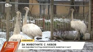 Снимка: Как оцеляват в студа екзотичните животни у нас?