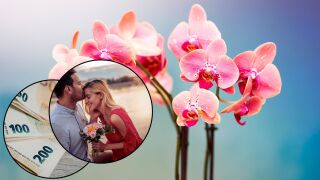 Носят късмет! 10 цветя, които да посадите през 2026 за богатство и любов