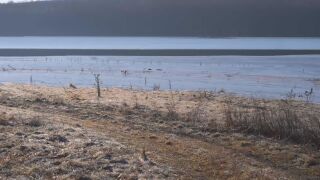 Снимка: Неми лебеди и къдроглави пеликани: Студът доведе редки зимуващи птици в Монтана