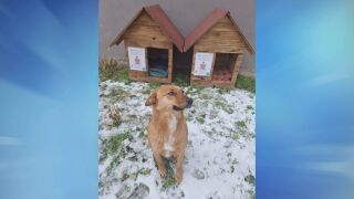 Снимка: Да се скрият от студа: Поставиха къщички за бездомни животни на различни места във Видин