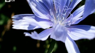 Цикорията, или синята жлъчка