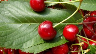 Снимка: Ниски изкопни цени на черешите: Ще изхвърлят ли продукцията си производителите от Сливен?