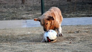 Куче стана 23-ия играч на футболен мач в Перу (ВИДЕО)