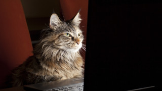 В интернет има котка